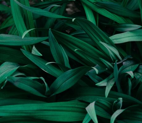 crédit Photo de Irina Iriser: https://www.pexels.com/fr-fr/photo/photographie-macro-d-herbe-1090977/